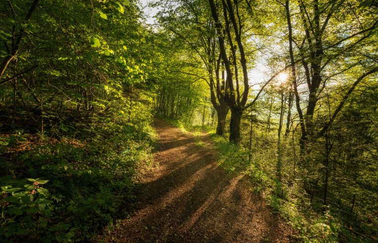 Podcast didactique sur l’intérêt de l’investissement forêt -Interview de Philippe Chevrier par Bogdan KOWAL de  CF NEWS