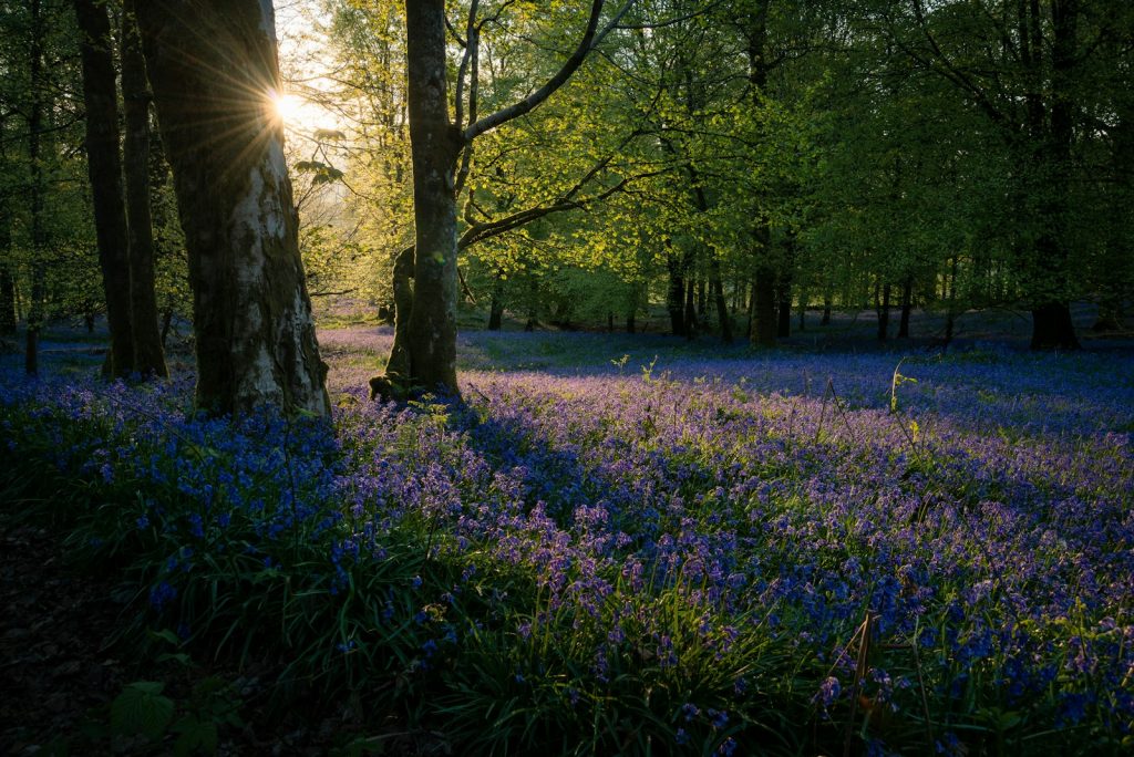 purple petaled flowers near trees