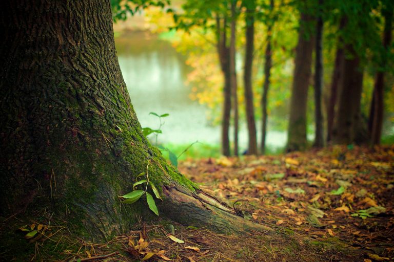 L’arbre, symbole de renouveau
