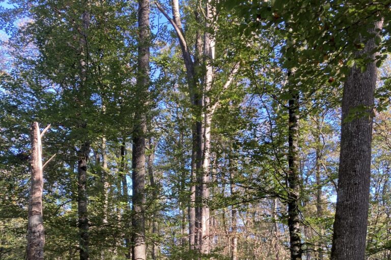 Revalorisation du GFI EPIFORÊT 1