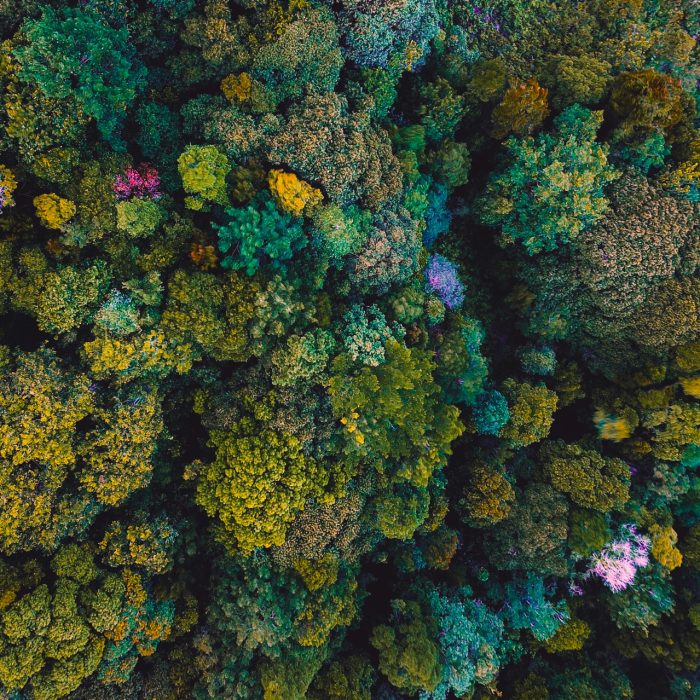 HZ---Canopée-diversifiée-vue-du-ciel-