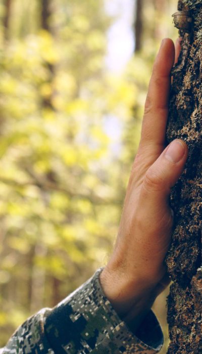 hand-touch-the-tree-trunk-man-hand-touches-a-pine-2023-11-27-04-49-59-utc